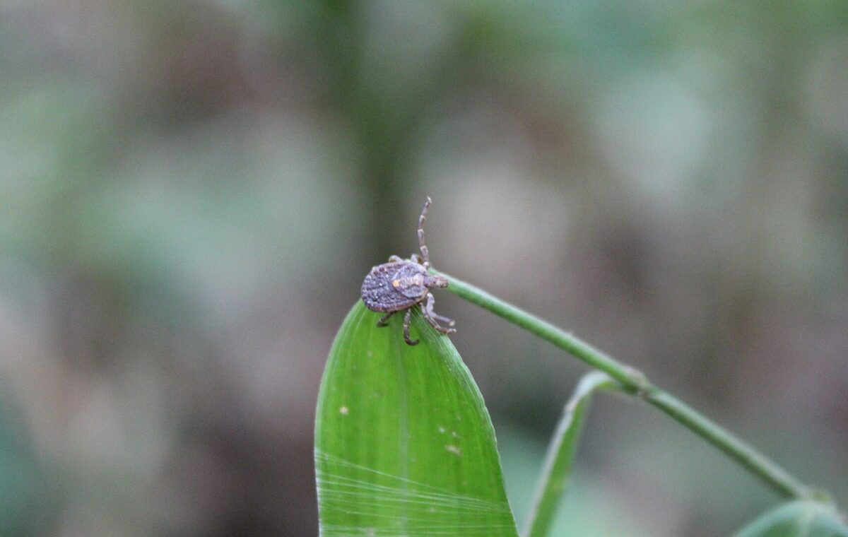 Carrapato do gênero Amblyomma visto de perto