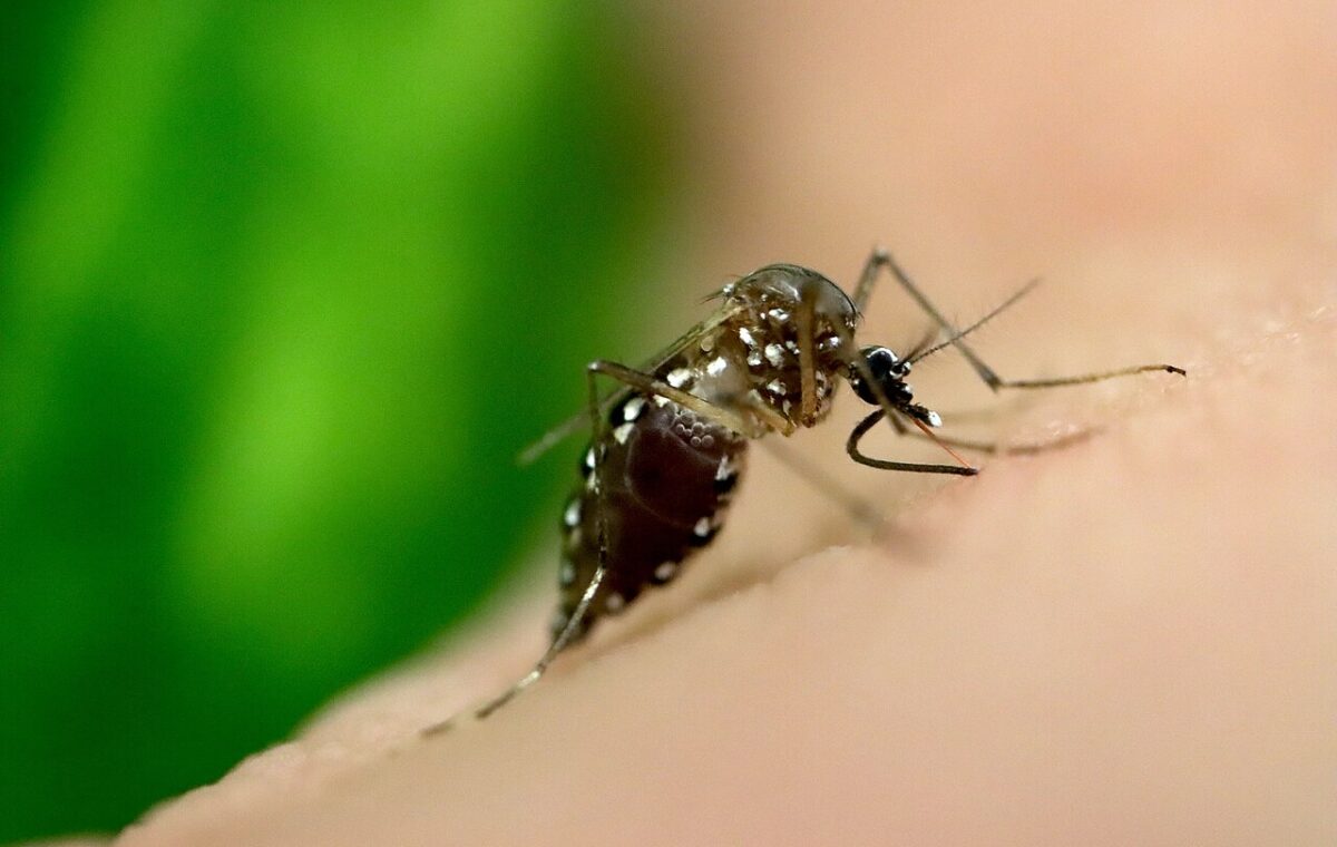 Mosquito Aedes aegypti visto em imagem ampliada durante alimentação