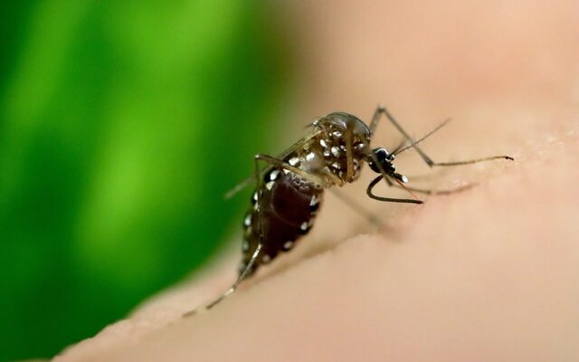 Mosquito Aedes aegypti visto em imagem ampliada durante alimentação