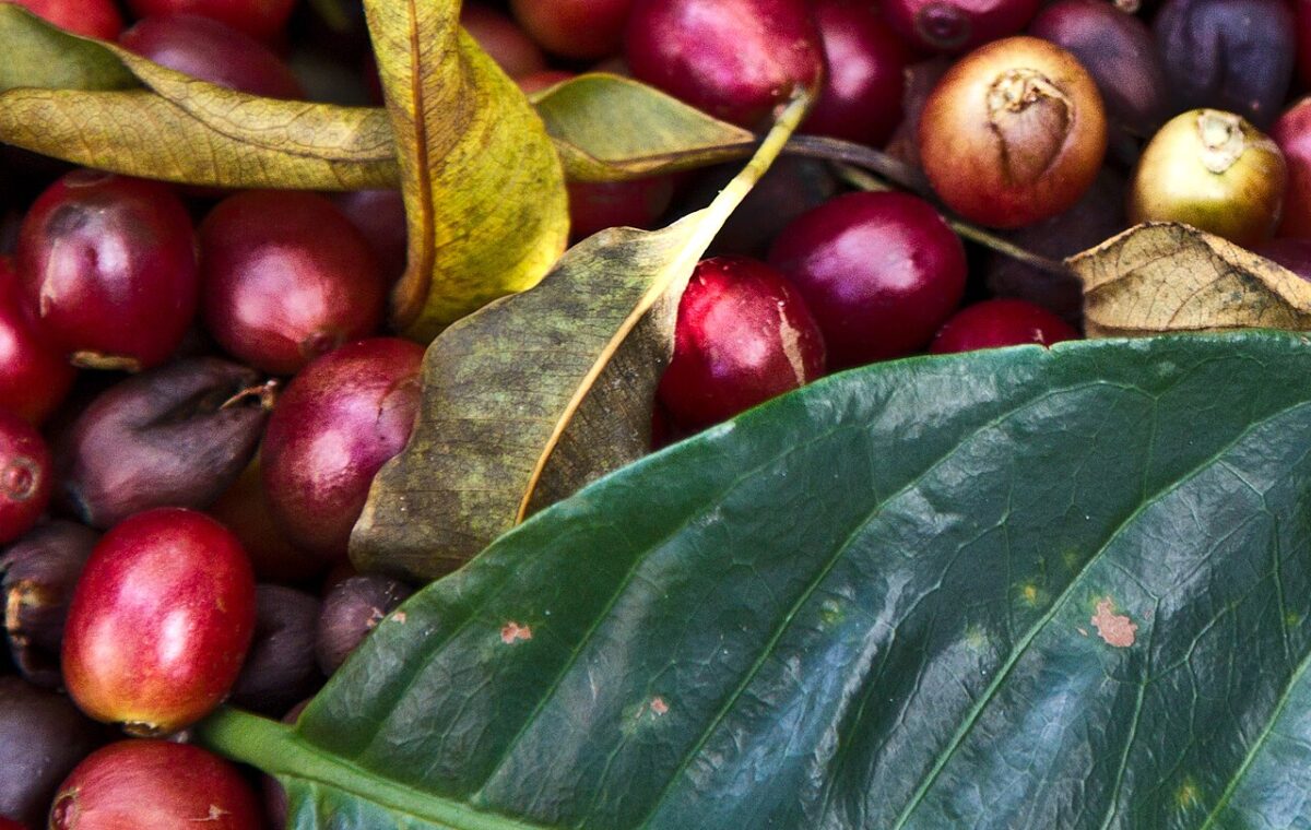 Frutos de café recém-colhidos reunidos sobre uma superfície