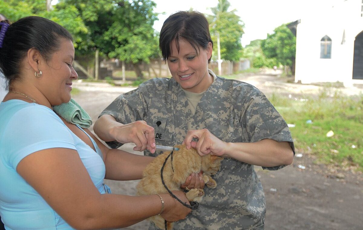 Gatinho recebe vacina antirrábica durante atendimento veterinário ilustrativo