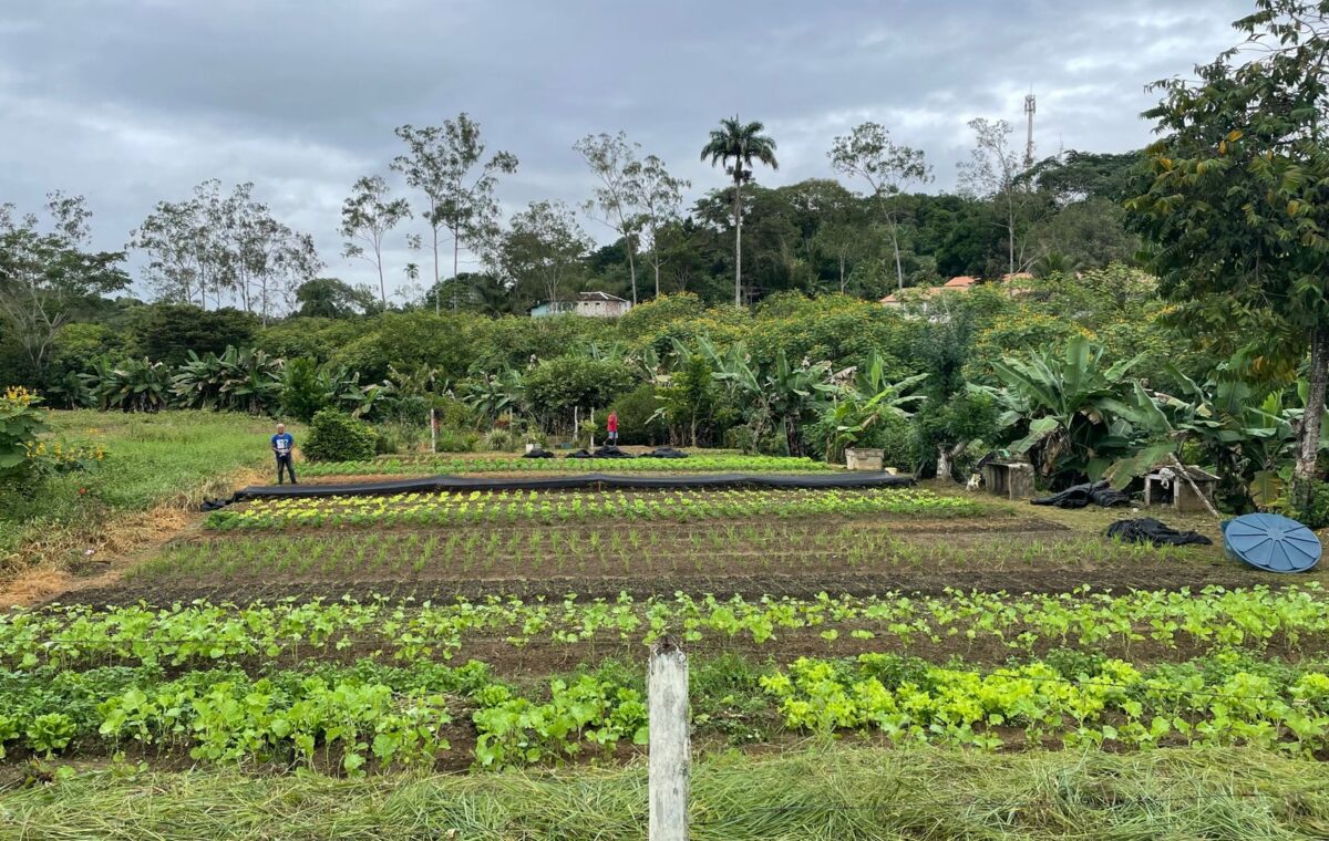 Hortaliças cultivadas em propriedade de agricultura familiar em Uruçuca, na Bahia